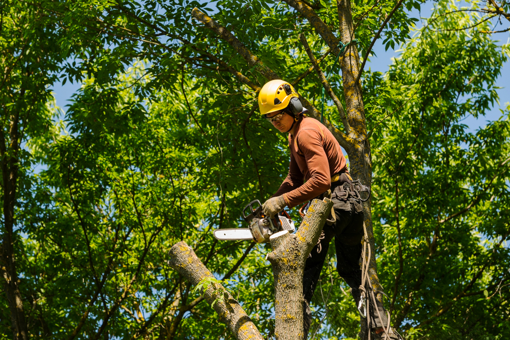 Expert Tree Services in Prescott, AZ | Joshua Tree & Landscape Co.